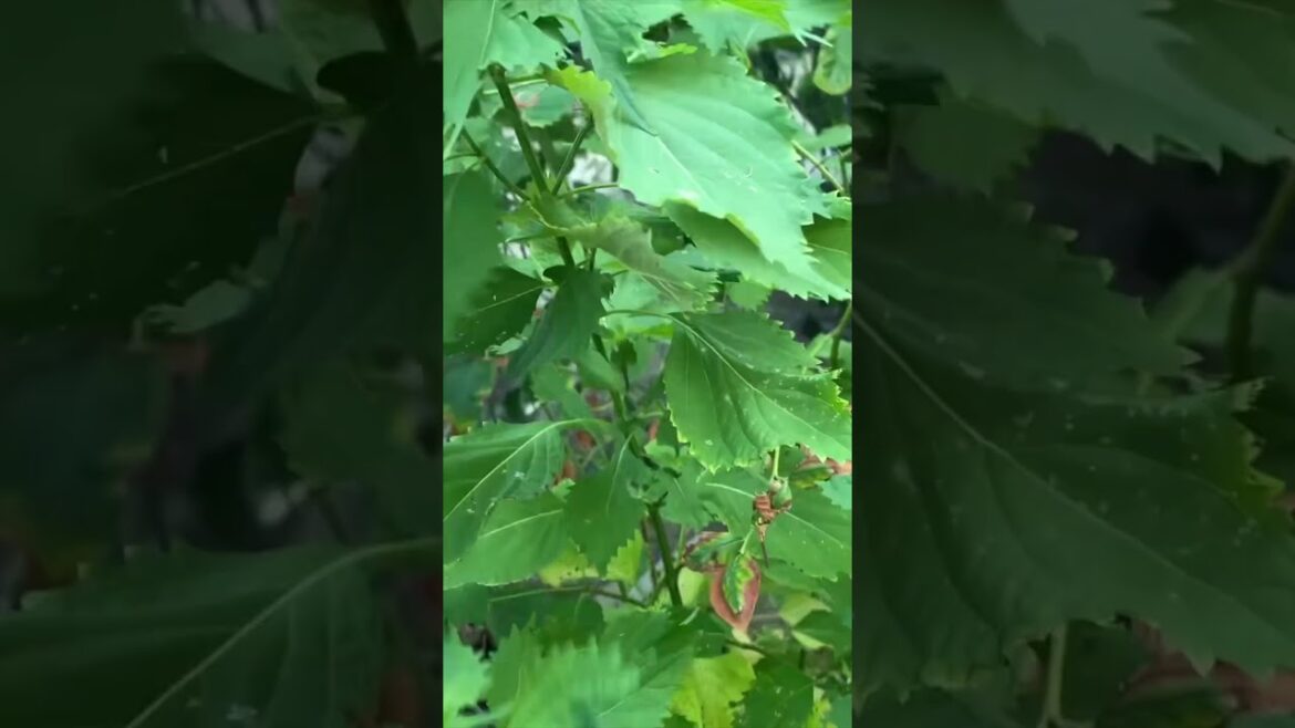 Living in Los Angeles | Growing Shiso Plant #shorts #gardening #organicgardening #lifeinla #garden Living in Los Angeles | Growing Shiso Plant #shorts #gardening #organicgardening #lifeinla #garden