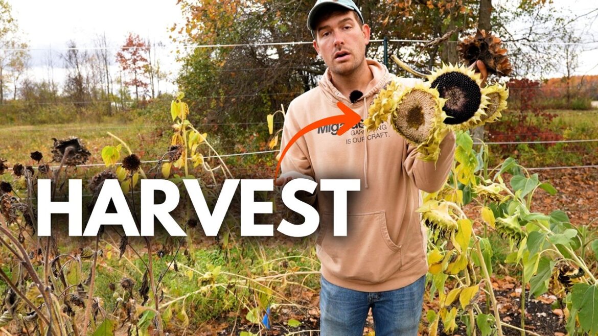 MIgardener: BIG Surprise For The Farm! BIG Surprise For The Farm!