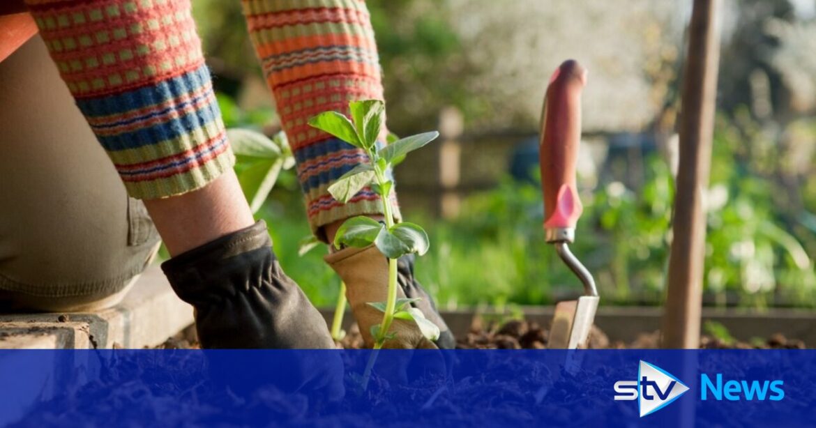 Edinburgh community gardening groups want to be exempt from the annual £45 brown bin charge Edinburgh community gardening groups want to be exempt from the annual £45 brown bin charge