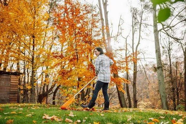 Woman raking leaves