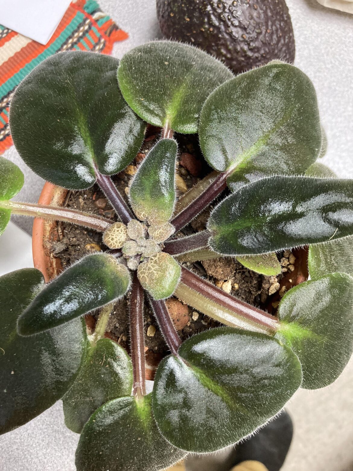 Disease ID?? Puzzled