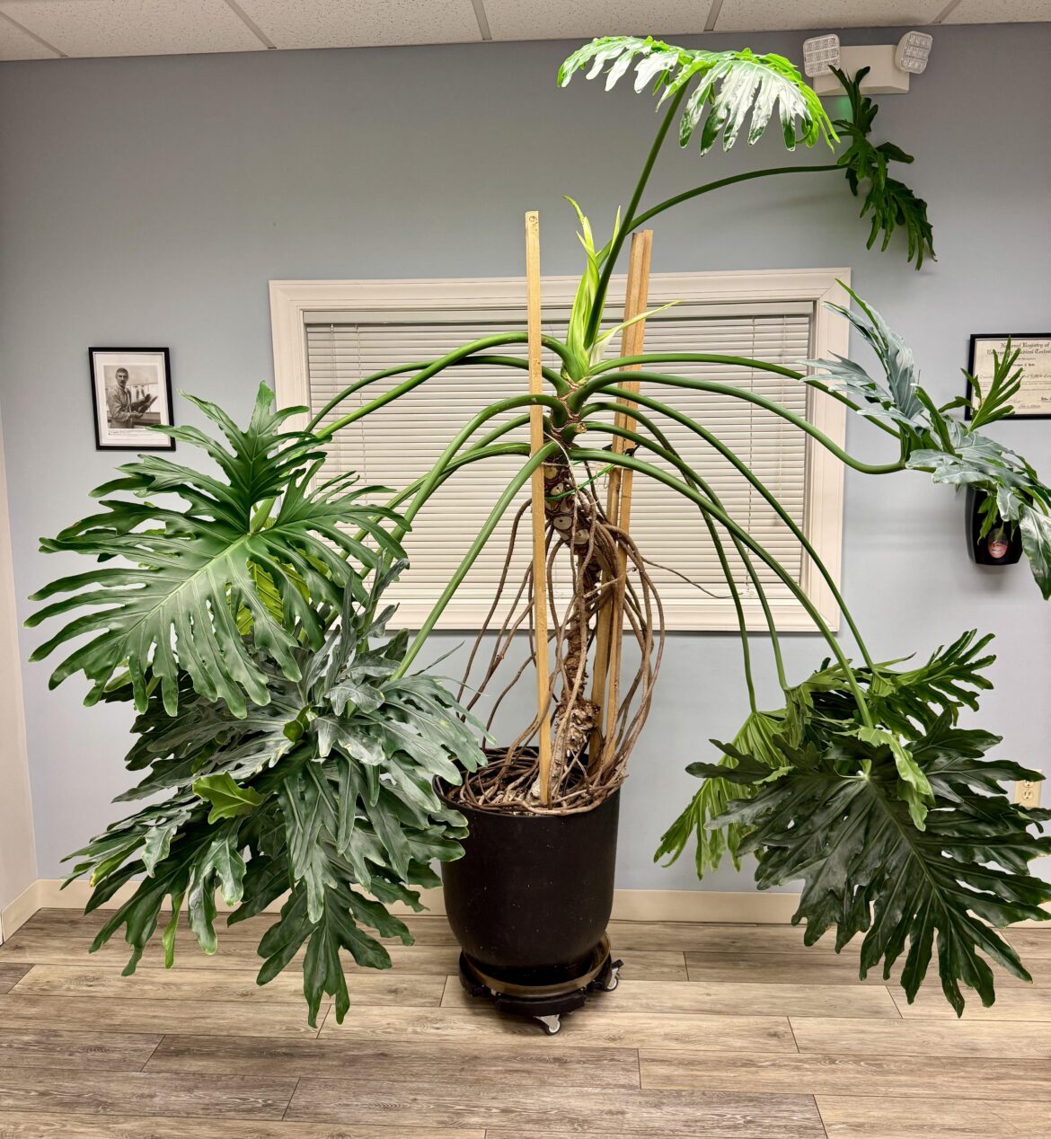 This is Big Phil, He’s 58 Years Old