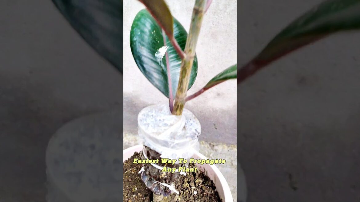 Tips For Airlearning | How To Airlearning #garden #gardening #shorts #shortsvideo Tips For Airlearning | How To Airlearning #garden #gardening #shorts #shortsvideo