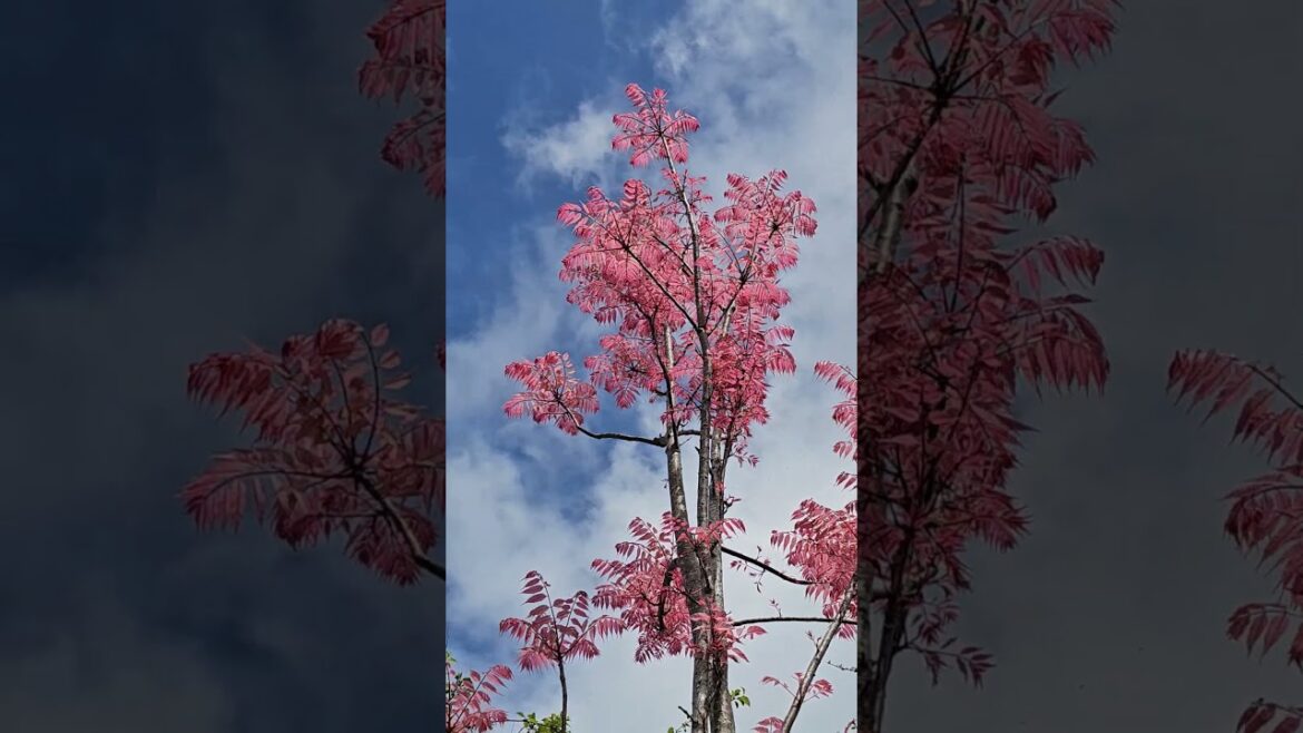 #edible #tree #foliage #highlights