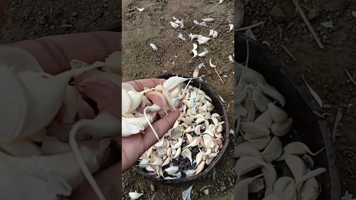 grow garlic now 😋 lahsun lga lo #shorts #garden #gardening grow garlic now 😋 lahsun lga lo #shorts #garden #gardening