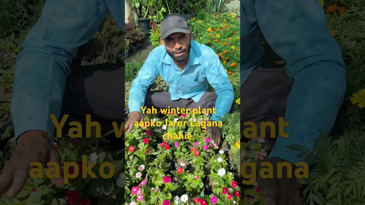 venka plant care tips|#winterplants #winterflowers #plantlovers #gardening #flowerplants  venka plant care tips|#winterplants #winterflowers #plantlovers #gardening #flowerplants 