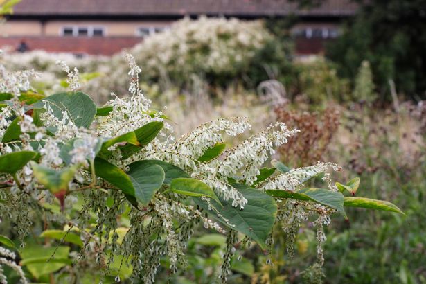 Japanese knotweed