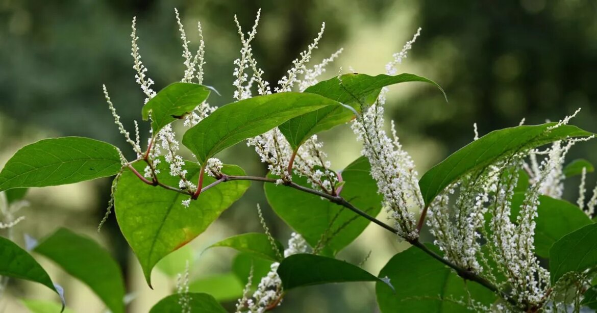 Irish gardeners told to act immediately if ‘small white flowers’ appear this month Galway Beo