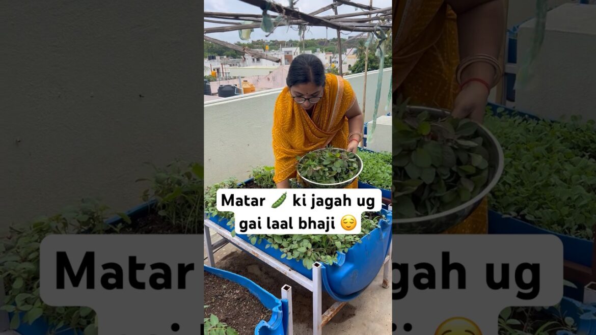 Muje matar🫛ke seed sahi nahi mile #gardening #shortvideo #garden #minivlog