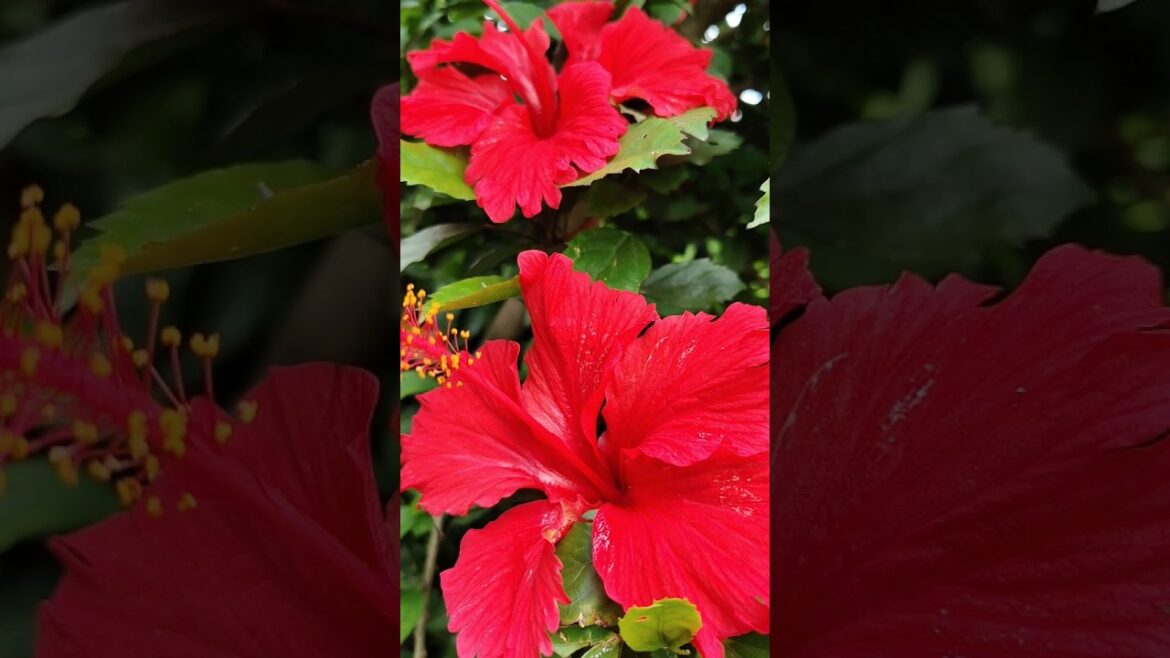 7 permanent Flowering plants gardan me jarur lagaye #gardening #shorts #shortsfeed #flowerplants #yt 7 permanent Flowering plants gardan me jarur lagaye #gardening #shorts #shortsfeed #flowerplants #yt