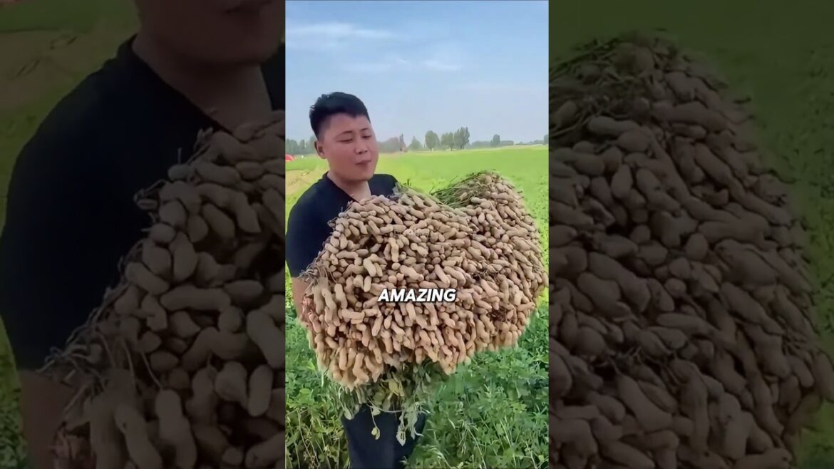 Why Farmers Prune Peanut Plants 🥜 | Simple Trick for a Bigger Harvest Why Farmers Prune Peanut Plants 🥜 | Simple Trick for a Bigger Harvest