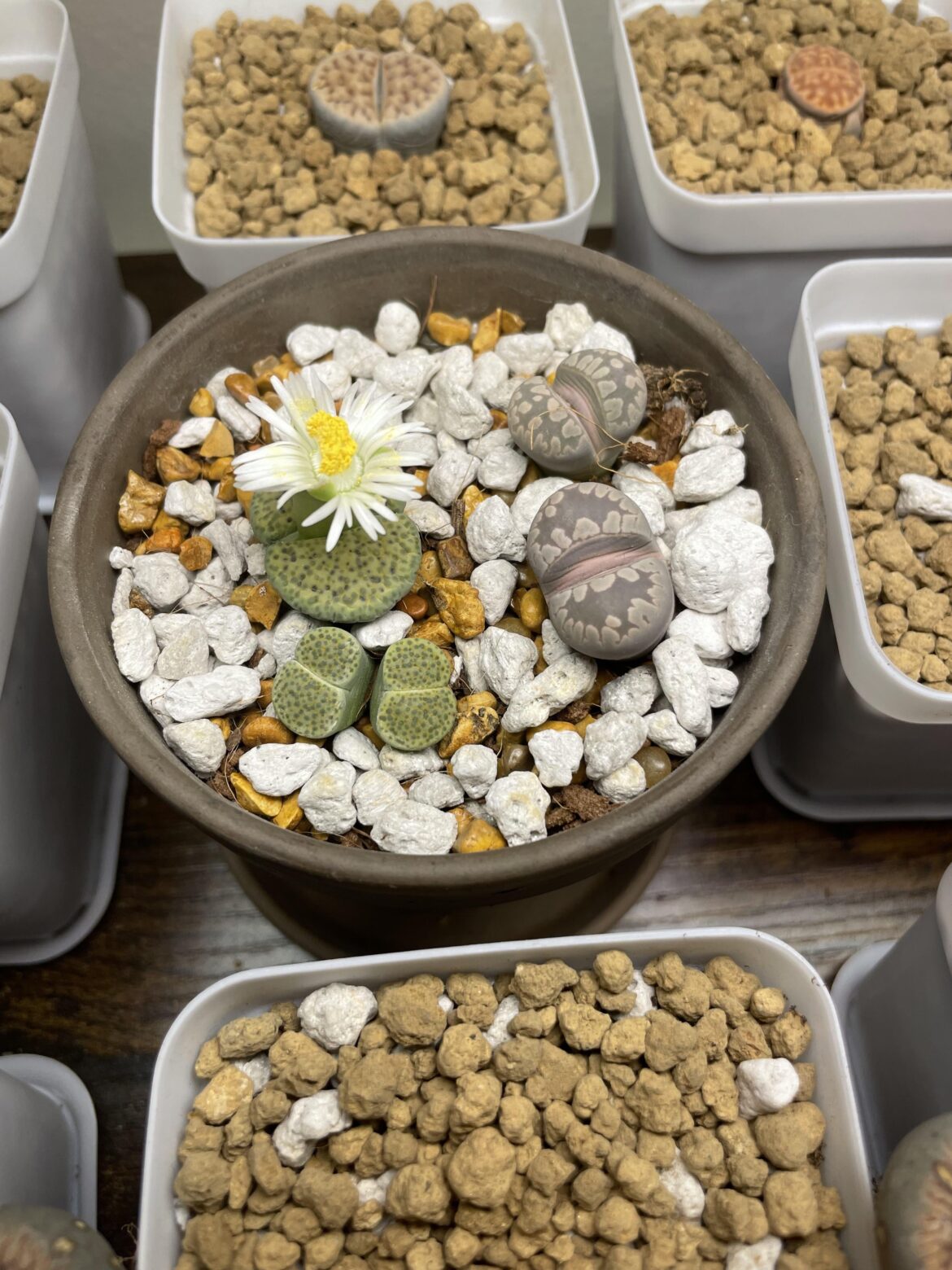 First flower!! First flower!!