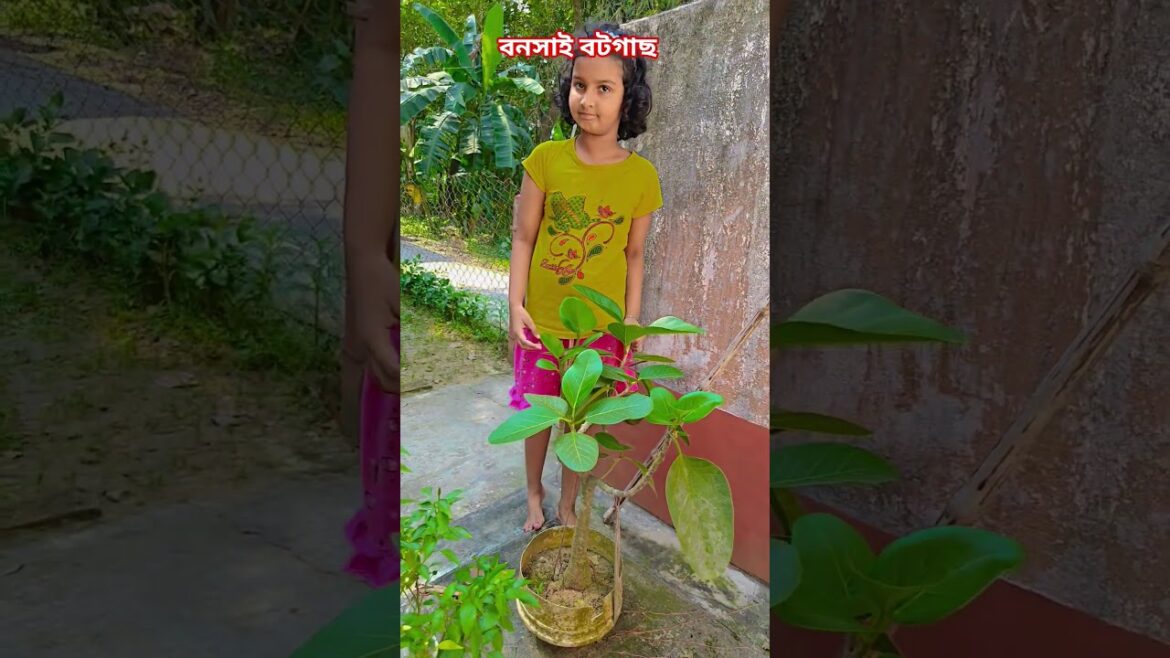 বনসাই বটগাছের নতুন শাখা-প্রশাখা #garden #gardening #flowers #nursery  #UpdateGardening