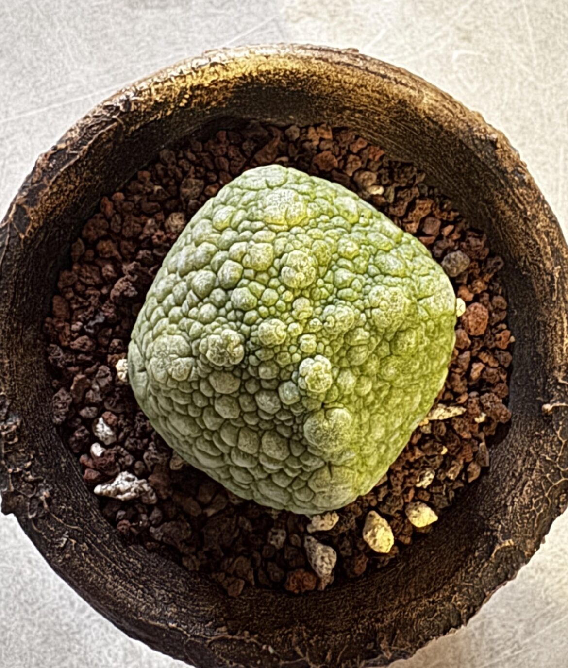 Pseudolithos