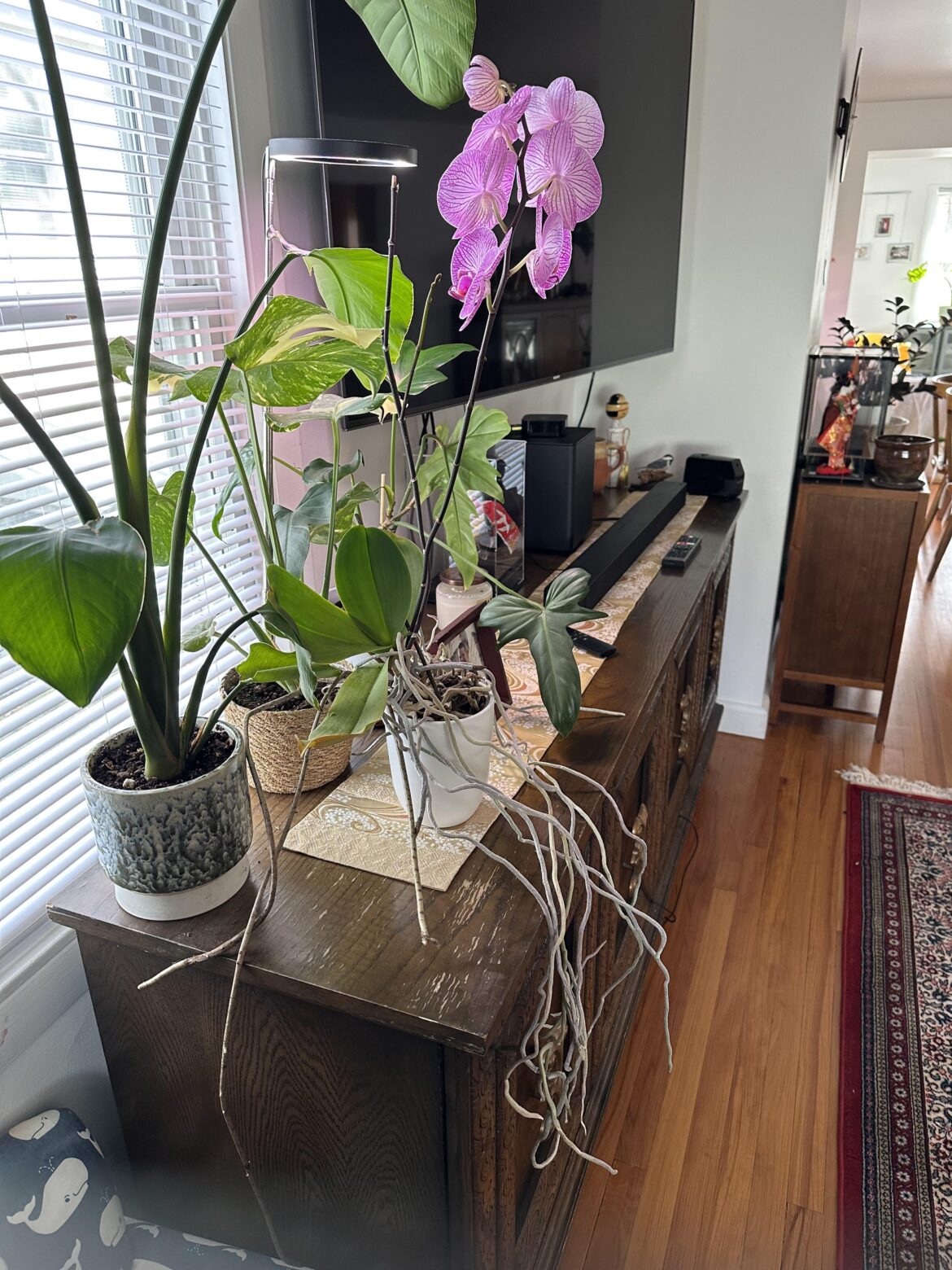 Those aerial roots tho…