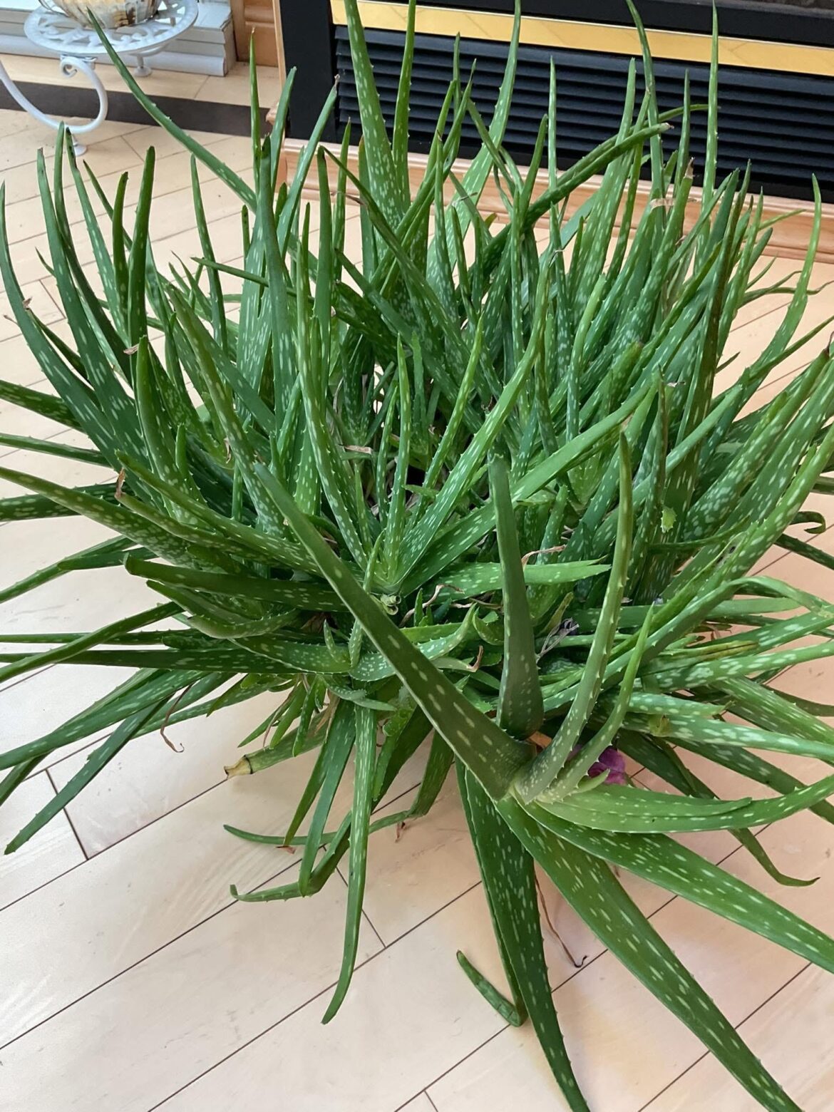 My neighbour was giving away this absolute beast