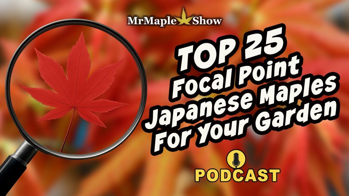 TOP 25 Japanese Maples For Focal Point Gardening | MrMaple Show Podcast