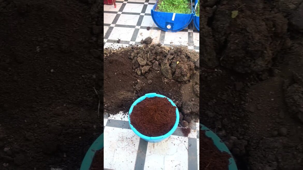 How I filled neele drums 🥺 #ytshorts #gardening #neeladrum How I filled neele drums 🥺 #ytshorts #gardening #neeladrum