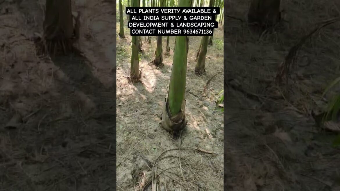 ALL PLANTS VERITY AVAILABLE & ALL INDIA SUPPLY & GARDEN DEVELOPMENT &  CONTACT NUMBER 9634671136