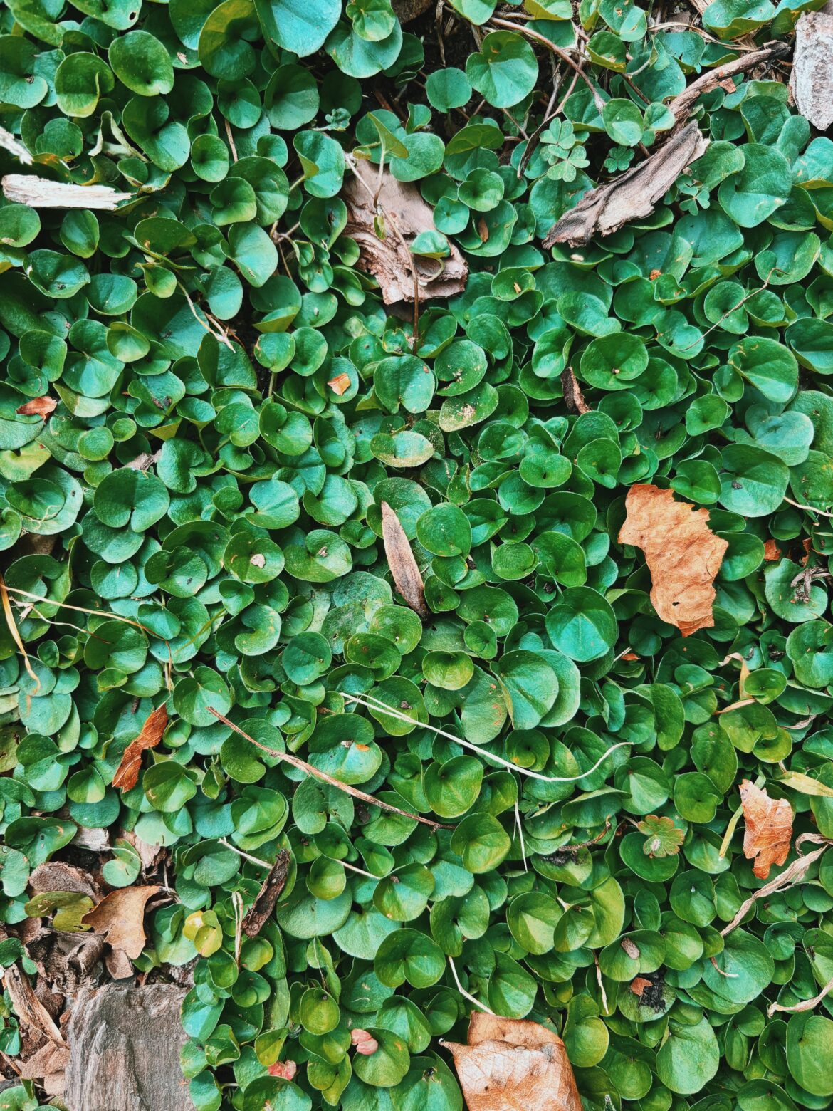 Ground cover volunteer