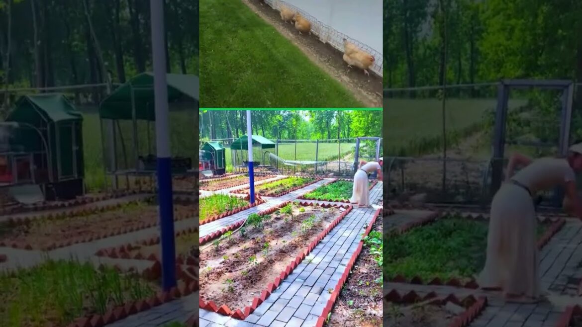 ๐๏ธ Plant a vegetable garden ๐ Provision for free range eggs ๐๏ธ Plant a vegetable garden ๐ Provision for free range eggs