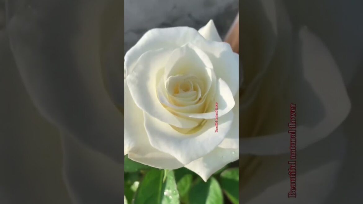 Beautiful white flowers #rose #nature#plants #village#gardendesign