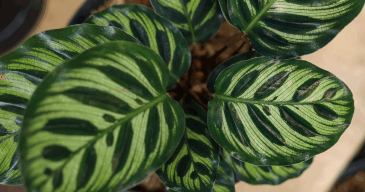 Grow a Garden Mega Safari Event Introduces Rare Peacock Tail Plant