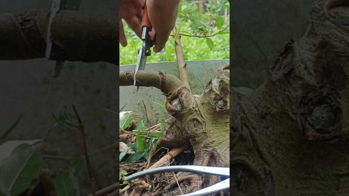 Cut the main branches on the mame bonsai material #shorts #shortvideo #shortvideo #bonsaitree #art Cut the main branches on the mame bonsai material #shorts #shortvideo #shortvideo #bonsaitree #art