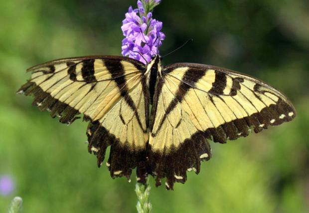 FILE – An Eastern Tiger Swallowtail butterfly lands on a...