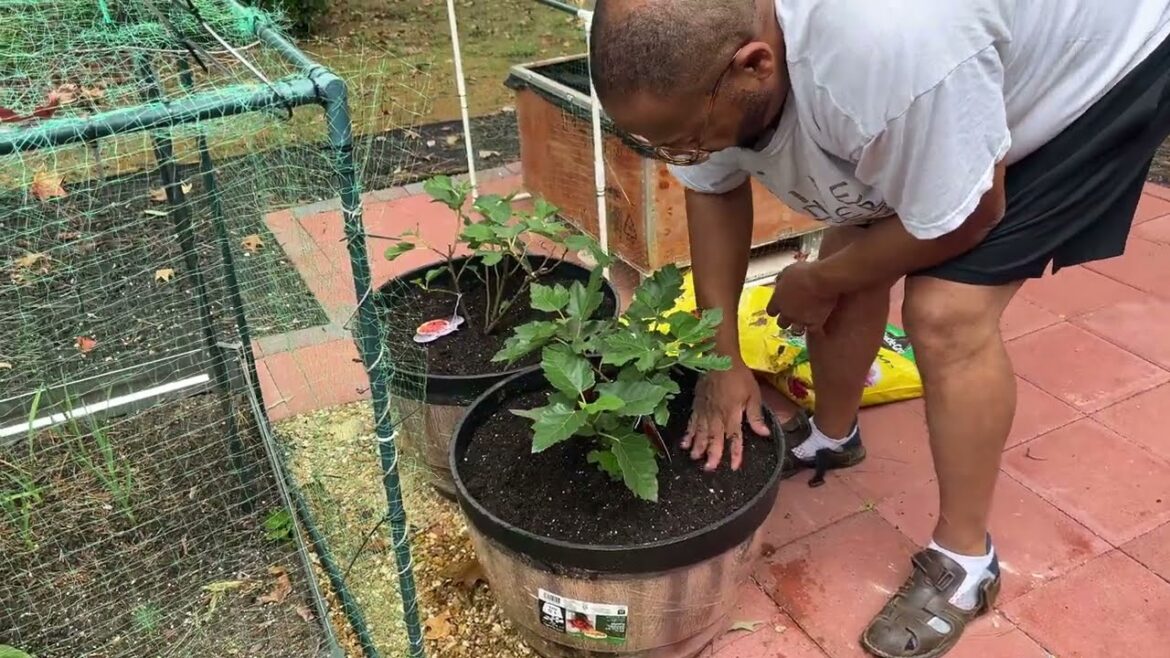 Hubby Is Transplanting My New Fig Trees Our Backyard Container Garden. So thankful.