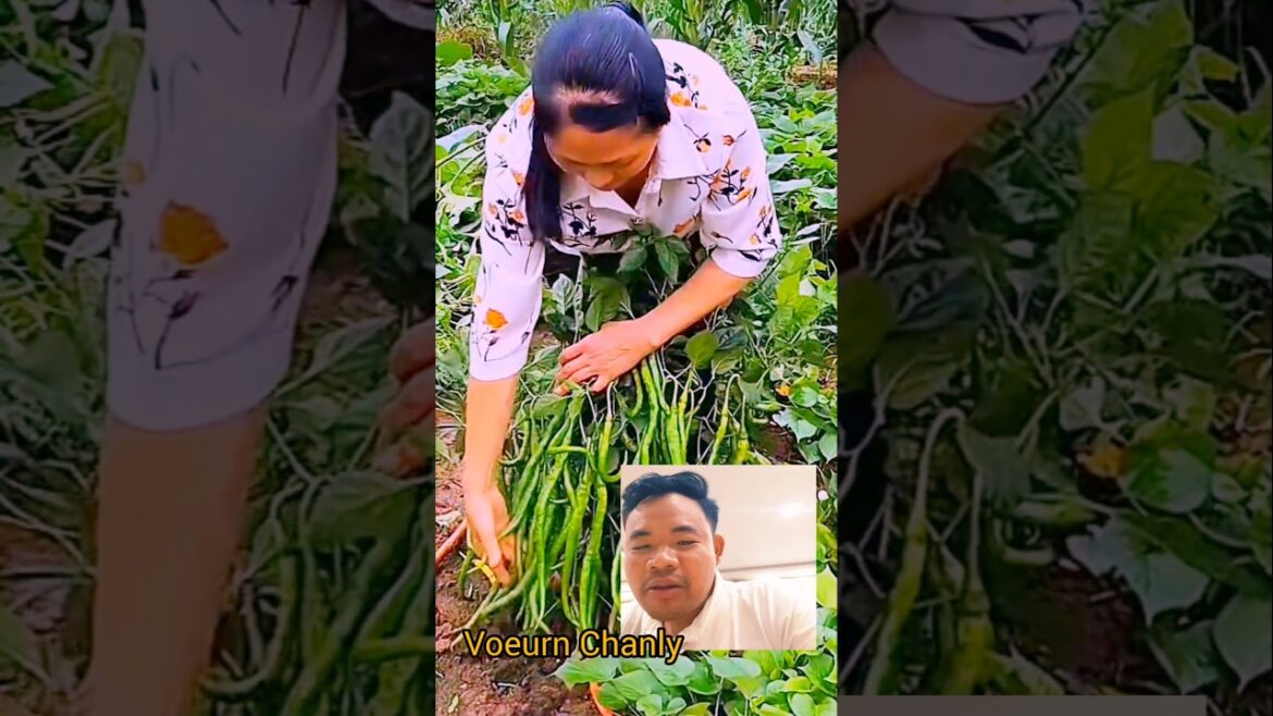 Growing the Best Peppers I’ve Ever Tasted Growing the Best Peppers I've Ever Tasted