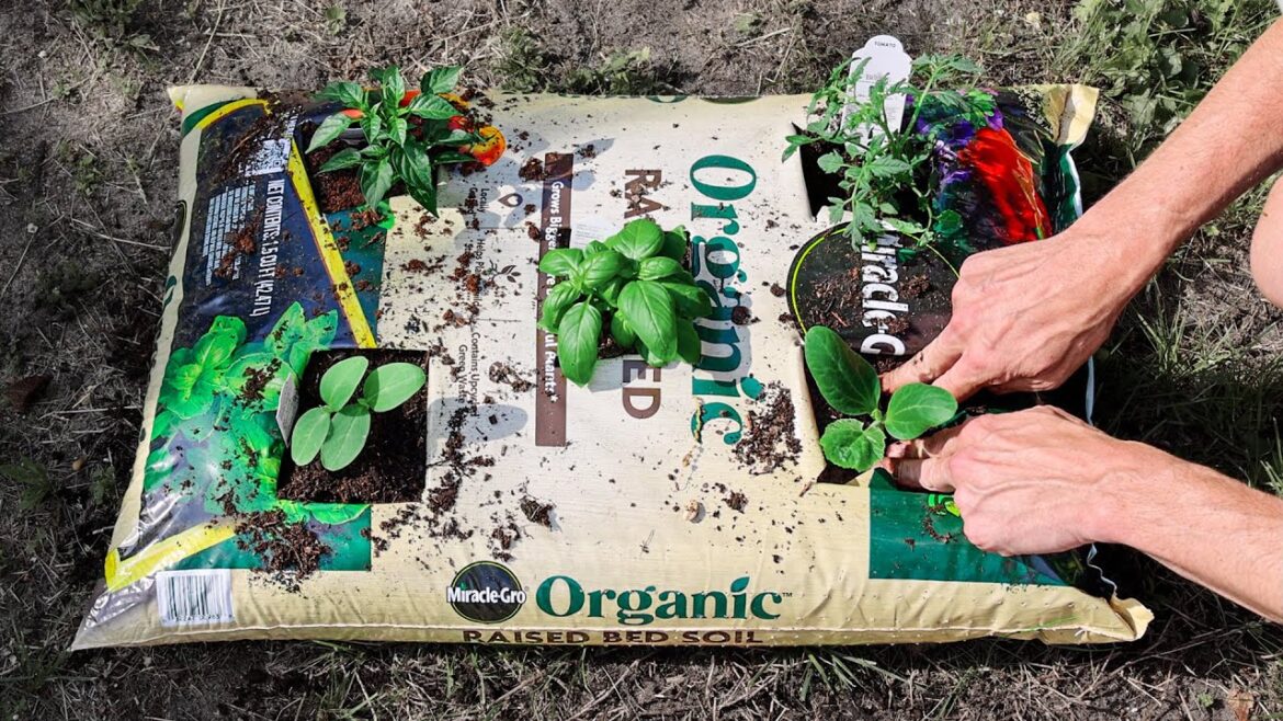 James Prigioni: What Happens When You Plant a WHOLE GARDEN in Just ONE BAG of Soil? What Happens When You Plant a WHOLE GARDEN in Just ONE BAG of Soil?