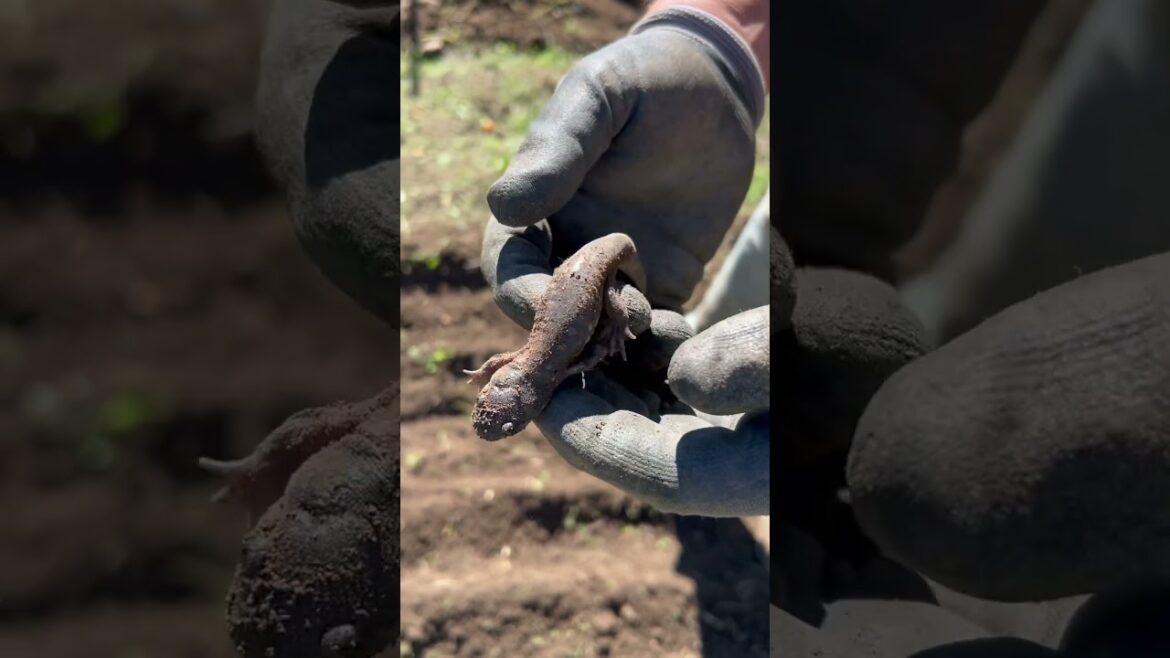 The education of a lifetime! #garden #wendellberry #latebkoomer