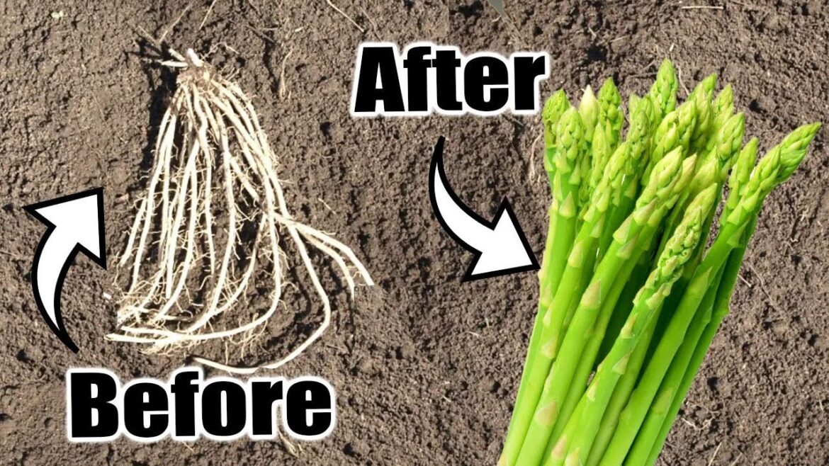 How to Grow Asparagus - Step By Step - Complete Grow Guide