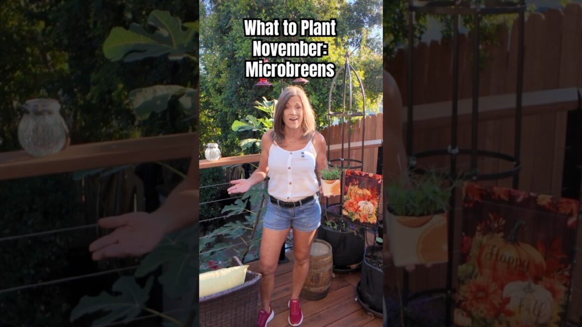 CaliKim: Must plant in November: Micro Greens.  Must plant in November: Micro Greens. 