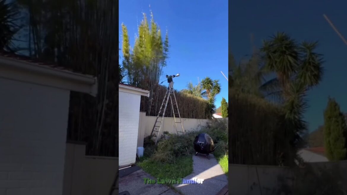 Edging | Weeding | Trimming | Brushing #shorts #satisfying #gardening