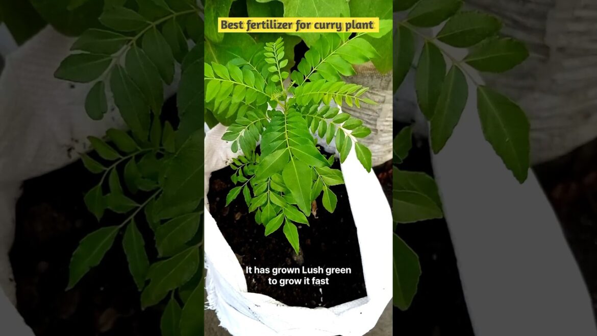 Free care tips for curry plant #kitchengardening #organicgardening
