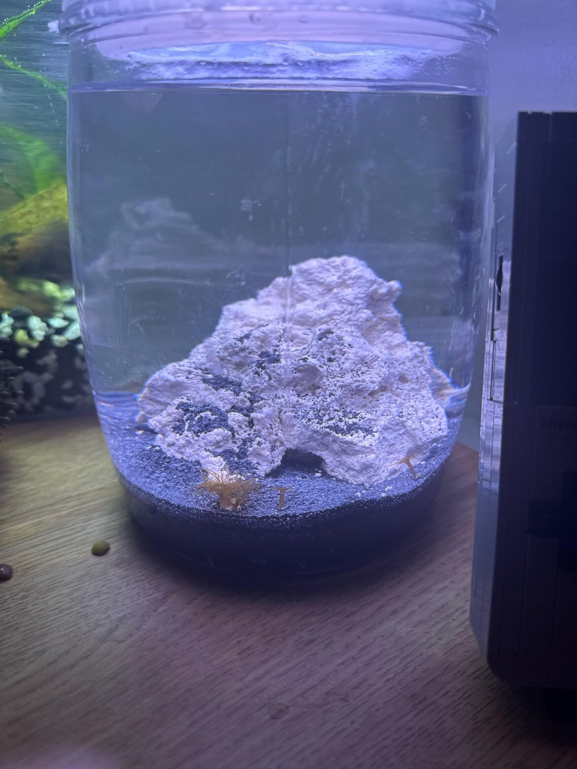 Aiptasia marine jar