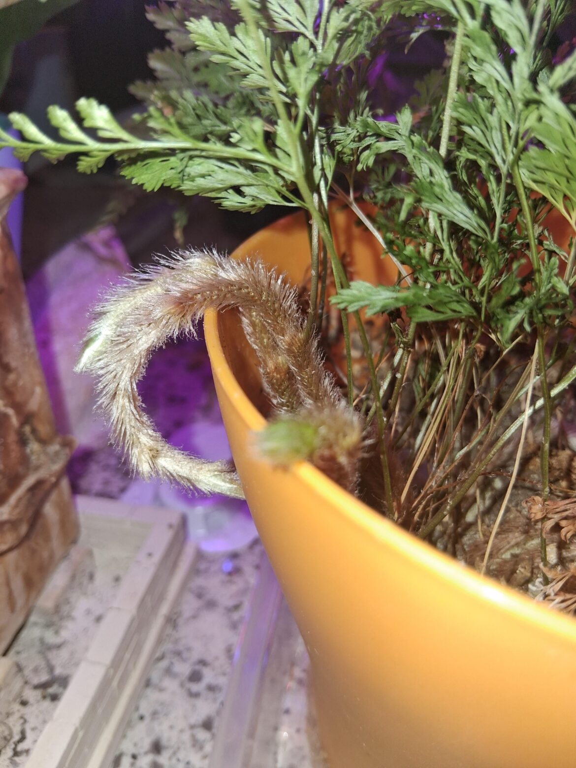 I bought a fern(?) a long time ago. I’ve begun to suspect I’m allergic to something in my apartmemt, and I doubt it’s the fern, but I figure this is a good time to identify an unexpected bonus-growing-thing that came with it: What the Hell is this weird fuzzy thing? I bought a fern(?) a long time ago. I've begun to suspect I'm allergic to something in my apartmemt, and I doubt it's the fern, but I figure this is a good time to identify an unexpected bonus-growing-thing that came with it: What the Hell is this weird fuzzy thing?