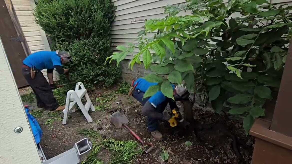 Another yard transformation, property turn around!! #landscaping #asmr #trending #entertainment Another yard transformation, property turn around!! #landscaping #asmr #trending #entertainment