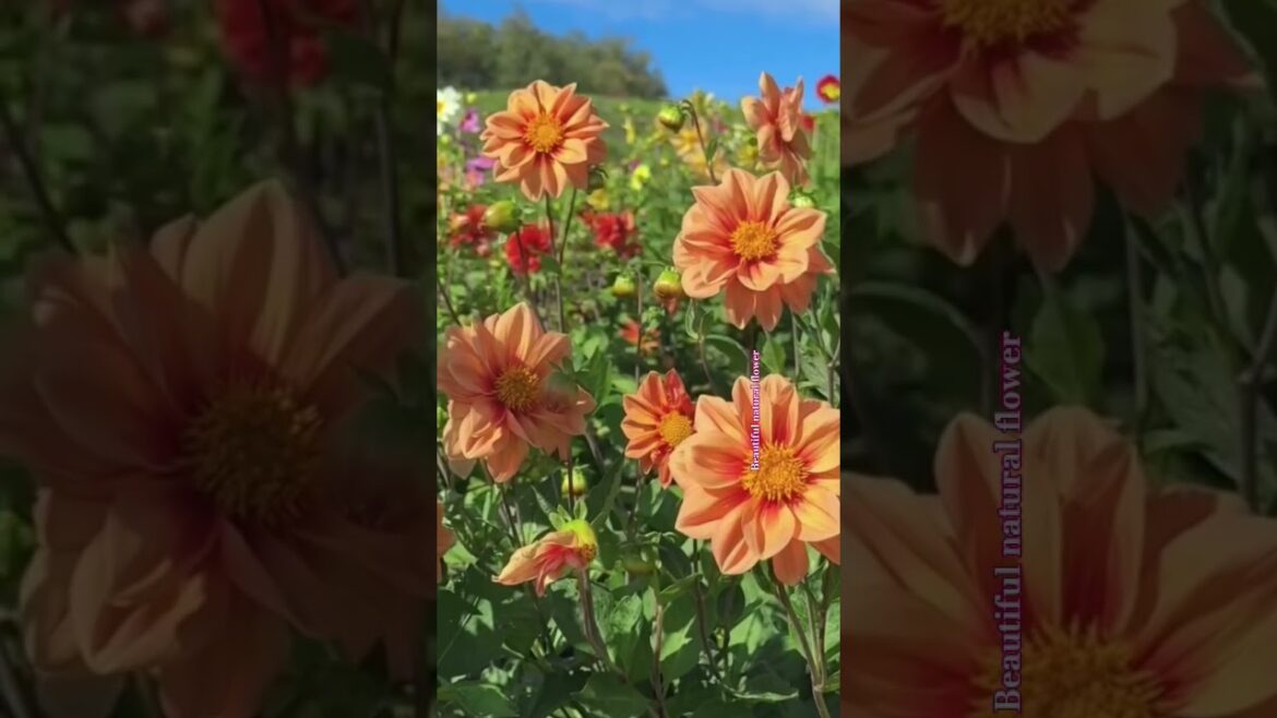 Different colour flowers #plantsofindia #flowers #gardendesign #nature #flower #rose #beautifulpalac