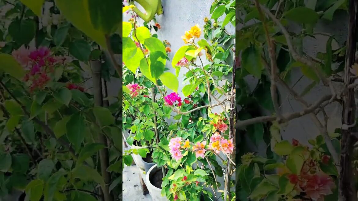 Tips For Bougainvillea | How To Care Bougainvillea #shorts #gardening #shortsvideo #garden Tips For Bougainvillea | How To Care Bougainvillea #shorts #gardening #shortsvideo #garden