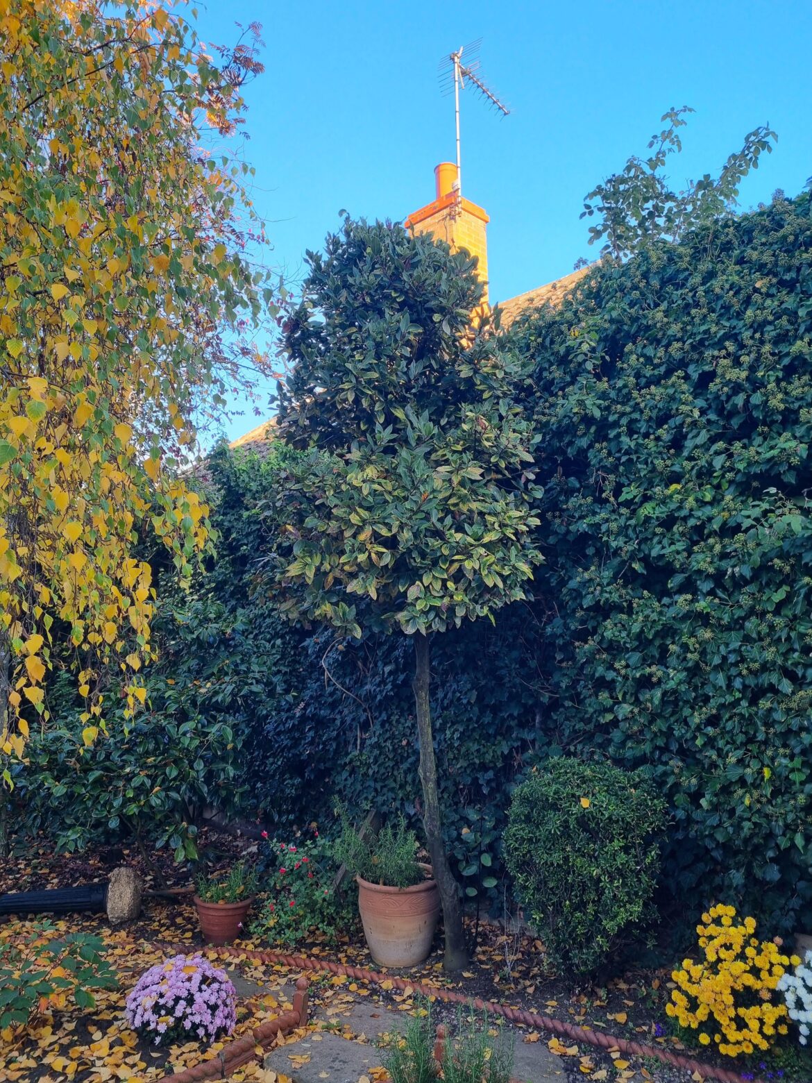 Does anyone know what's wrong with my bay tree?
