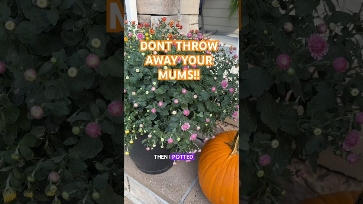 DONT TRASH THEM! #garden #chrysanthemum #beginnergardener DONT TRASH THEM! #garden #chrysanthemum #beginnergardener
