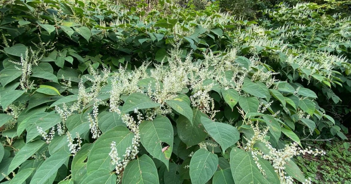 Irish gardeners urged ‘act now if they spot ‘small white or cream flowers’ Galway Beo