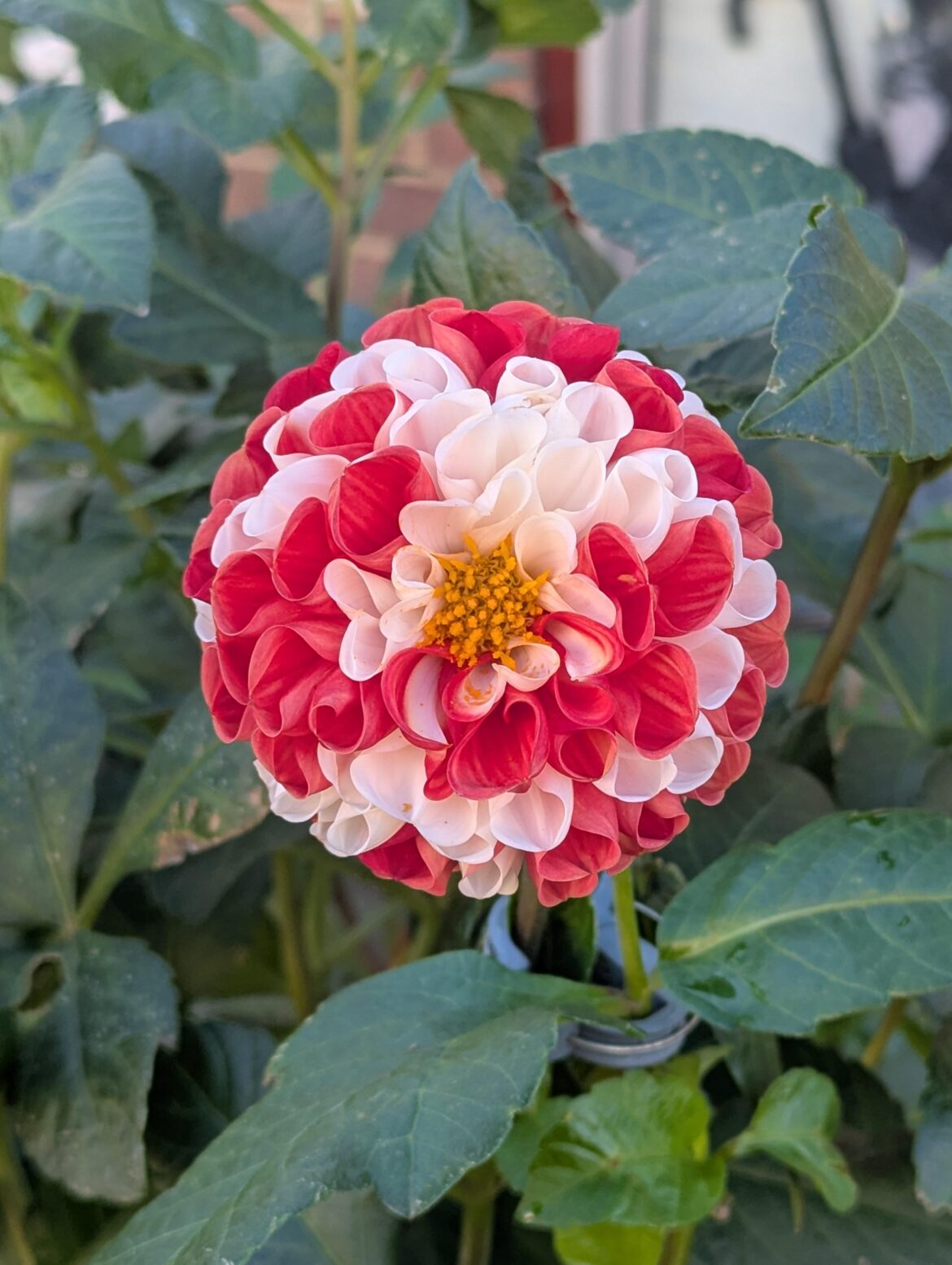 Had to share this dahlia