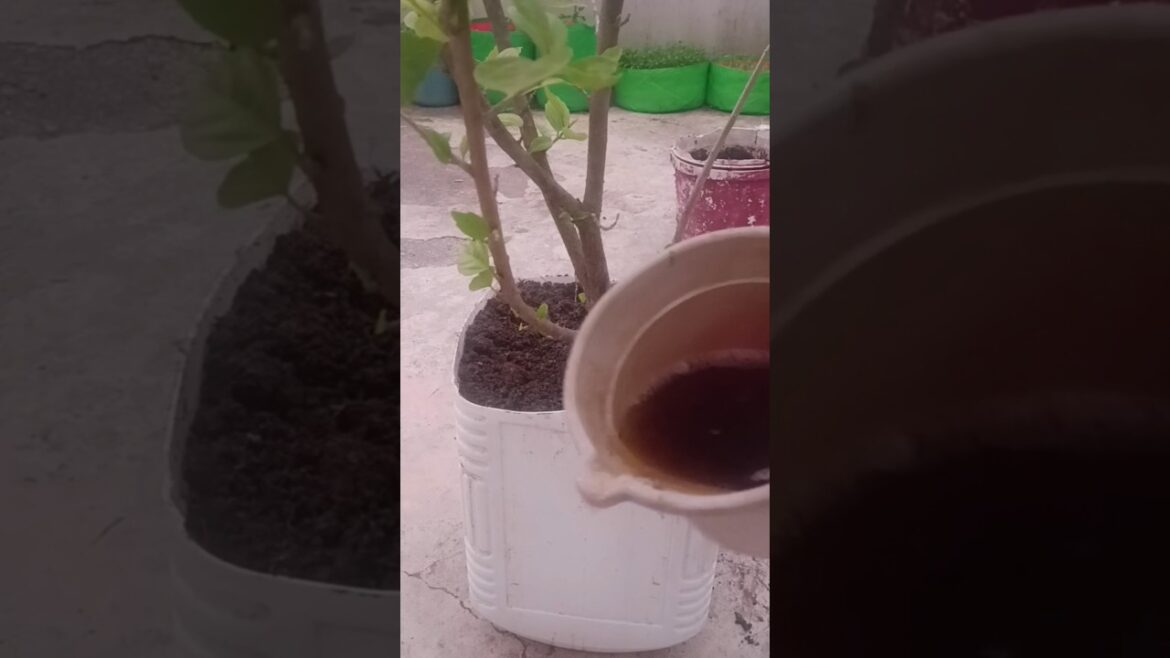 Root Bound Hibiscus 🌺 Plant Reporting 🪴 #reporting #gardening #hibiscus #shorts #ytshorts