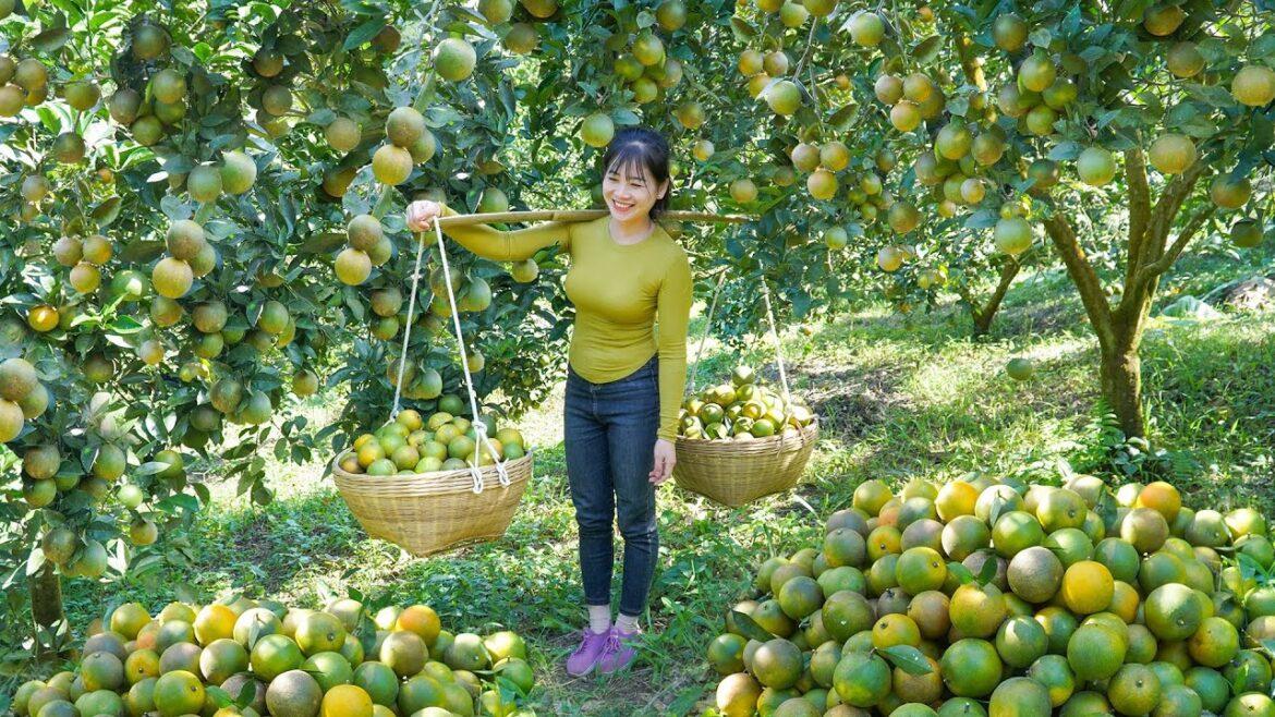 Harvesting Green Oranges To Sell At The Country Market - Winter Vegetable Garden Care