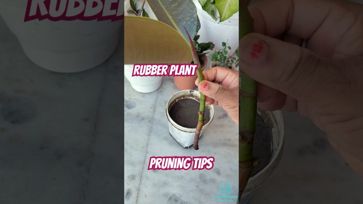 Rubber Plant Care & Pruning Tips