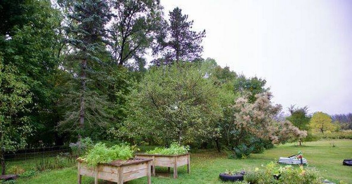 Gardener sets up camera in garden and captures ‘huge surprise’ Birmingham Live